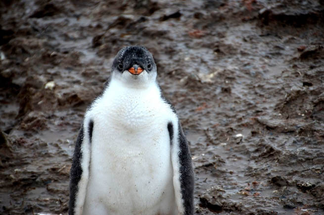Penguins are a group of aquatic, flightless birds living almost exclusively in the Southern Hemisphere.