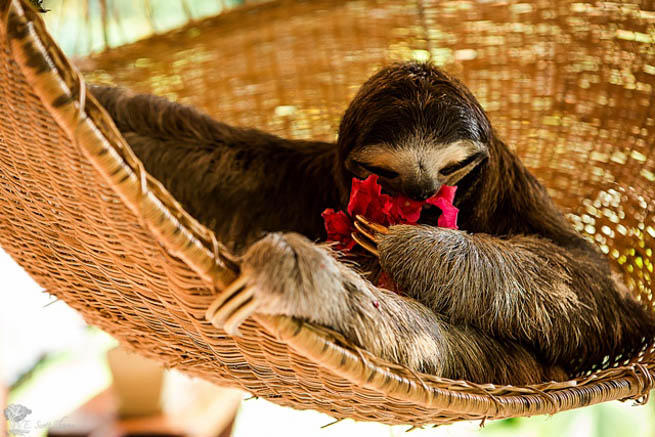 Sloths are medium-sized mammals belonging to the families Megalonychidae and Bradypodidae, classified into six species.
