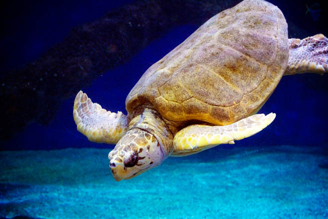 Sea turtles, sometimes called marine turtles are reptiles of the order of Testudines.