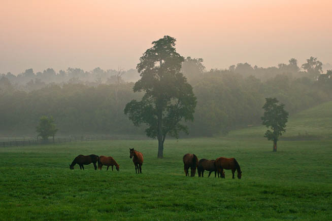 Lexington, Kentucky, is home to many horse farms and is a great place to get up close and personal with these animals.