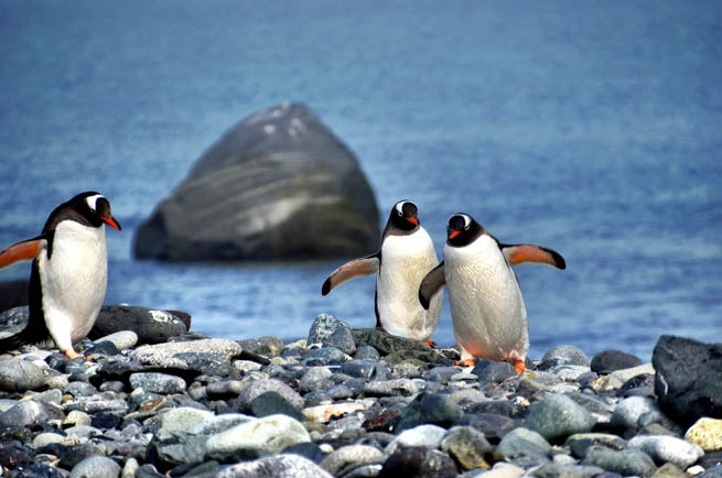 Penguins are a group of aquatic, flightless birds living almost exclusively in the Southern Hemisphere. CT