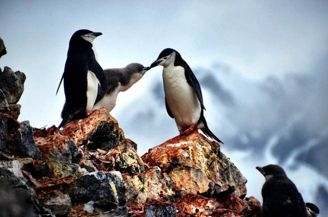 Penguins are a group of aquatic, flightless birds living almost exclusively in the Southern Hemisphere. CT2