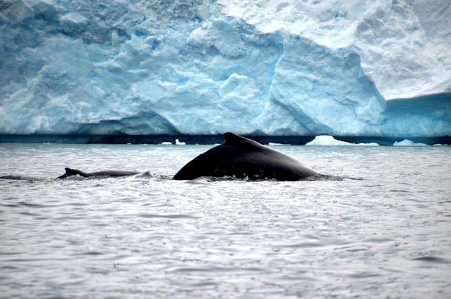 Whale is the common name for various marine mammals of the order Cetacea.  CT