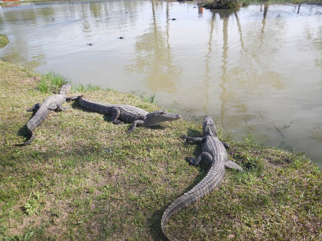 Several alligators rest by the water near the Beaumont, Texas, bike trail. 