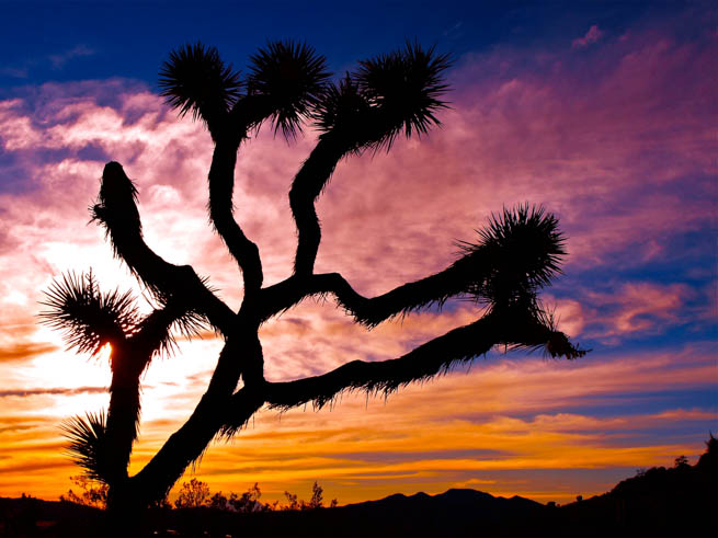 Joshua Tree National Park is located in southeastern California 