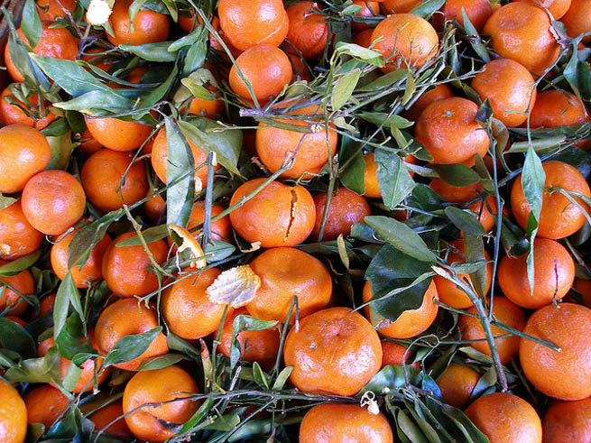 Orange is the fruit of the citrus species Citrus 