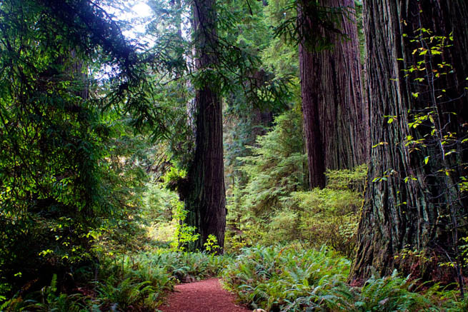 Redwood National and State Parks (RNSP) are located in the United States, along the coast of northern California 