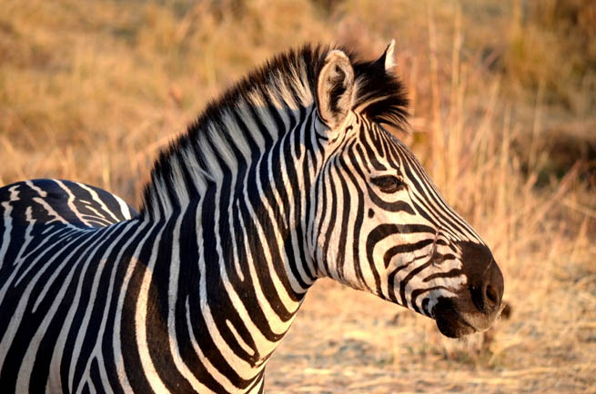 Zebra are several species of African equids united by their distinctive black and white striped coats CT