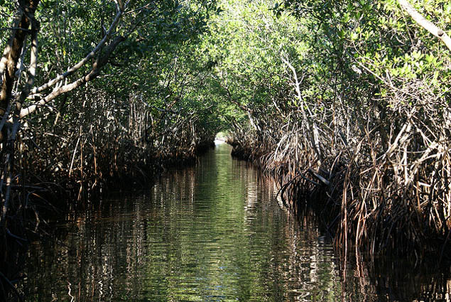 See the best of one of America's most unusual natural escapes - the Florida Everglades.
