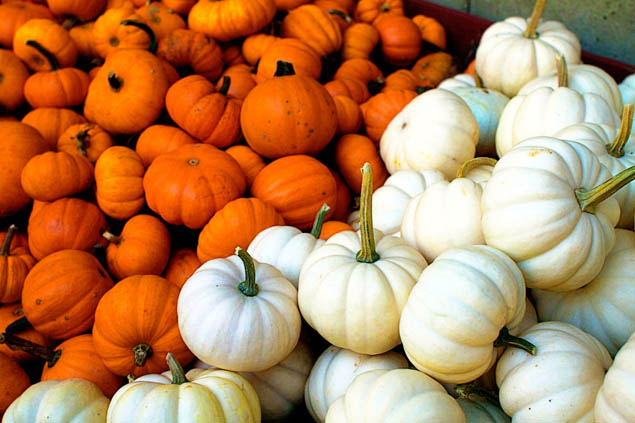 Discover the best pumpkin patches near you this holiday season.