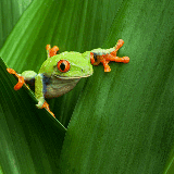 A tree frog relaxes on a branch in Costa Rica