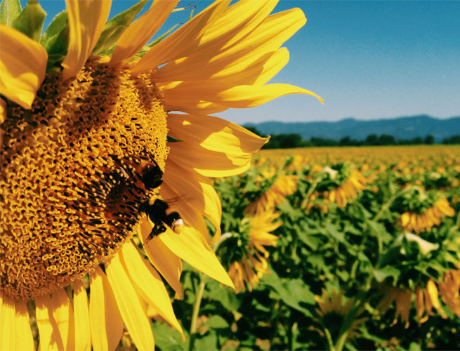 tuscany-content RoamRight's 3 Things To Know About Tuscany
