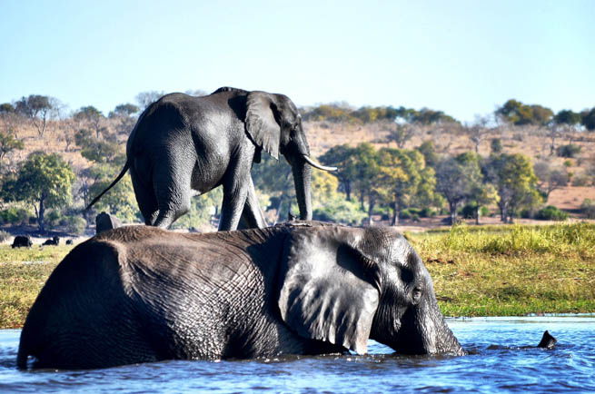 African elephants are elephants of the genus Loxodonta.