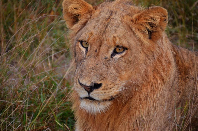 The lion is one of the four big cats in the genus Panthera and a member of the family Felidae.