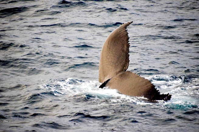 Whale is the common name for various marine mammals of the order Cetacea. 