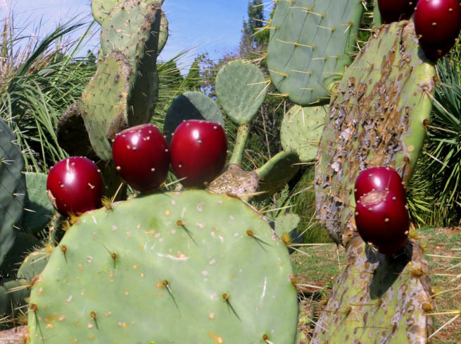 Prickly pears typically grow with flat, rounded cladodes 