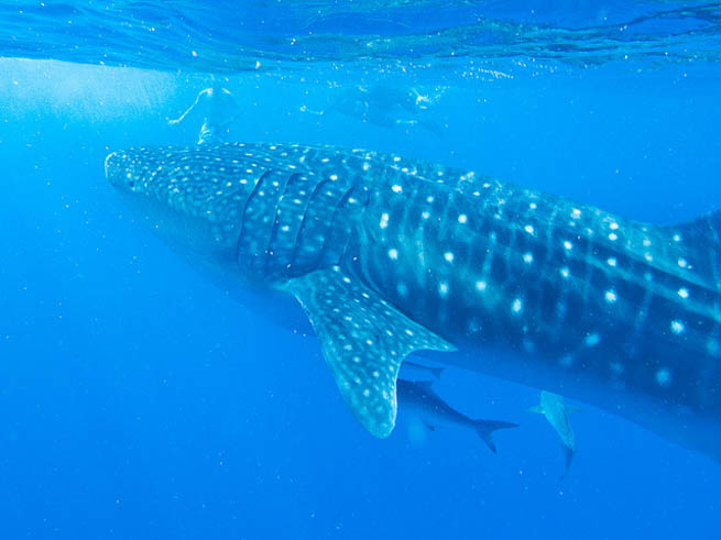 whale shark is a slow-moving filter feeding shark and the largest known extant fish species 