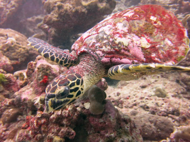 Sea turtles are reptiles of the order of Testudines 