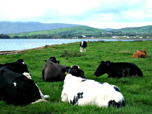 Reconsider everything you think you know about Ireland by exploring the beautiful Dingle Peninsula. 
