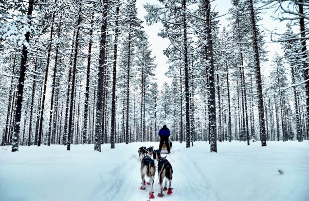 Lace up your boots and get ready for a fun dogsledding adventure in Pennsylvania.