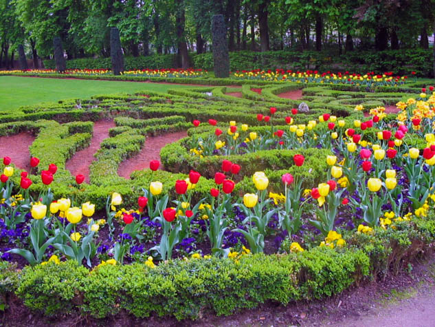 If seeing Holland's iconic tulips is on your bucket list then this post is a must-read!
