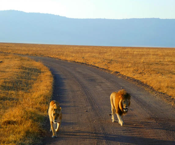 Go on a safari you'll never forget with these amazing experiences in Tanzania.