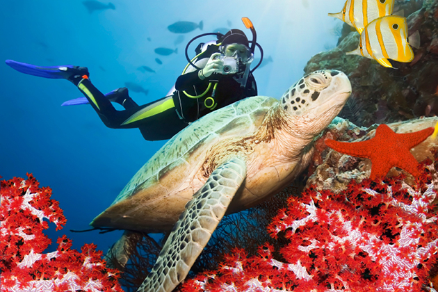 Did you know that you may need additional insurance along with your travel insurance in order to be covered for SCUBA diving?