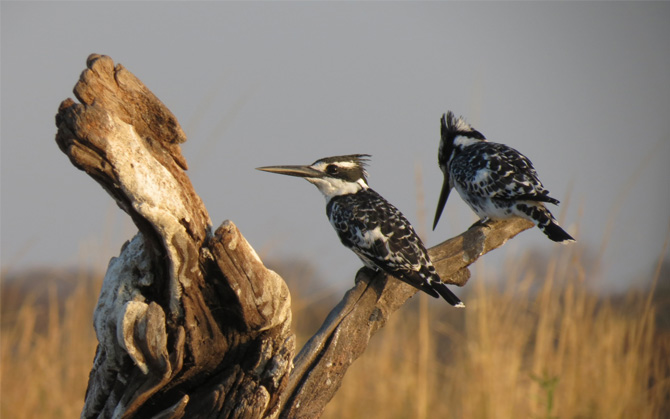 African Birds