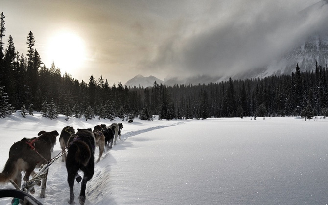 Dogsled Dogsled