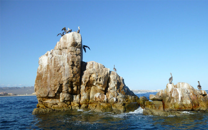 Pelicans in Cabo