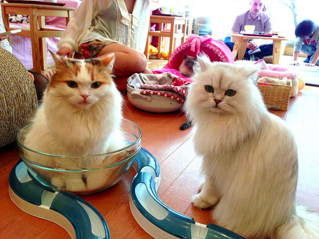Do something different and visit these quirky cat cafes around the world.