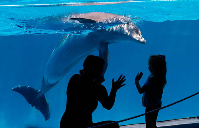 Thoughtful post sharing why travelers should always avoid dolphin encounters.