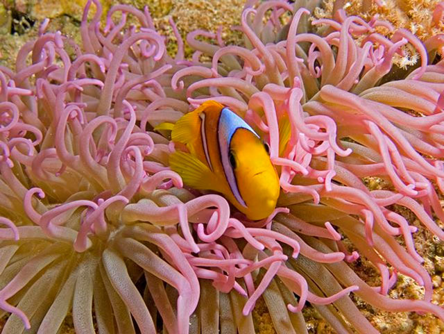 ClownFishScubaDiving Plan a dream dive to one of these fantastic destinations.