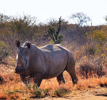 TWK-African-safari-rhino