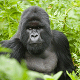 Rwanda is quite possibly the prettiest and most underrated country in Africa. Now most famous as being one of the only places in the world where you can see mountain gorillas in the wild.