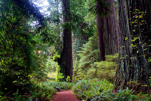 How To Enjoy The Redwood Forest With Kids